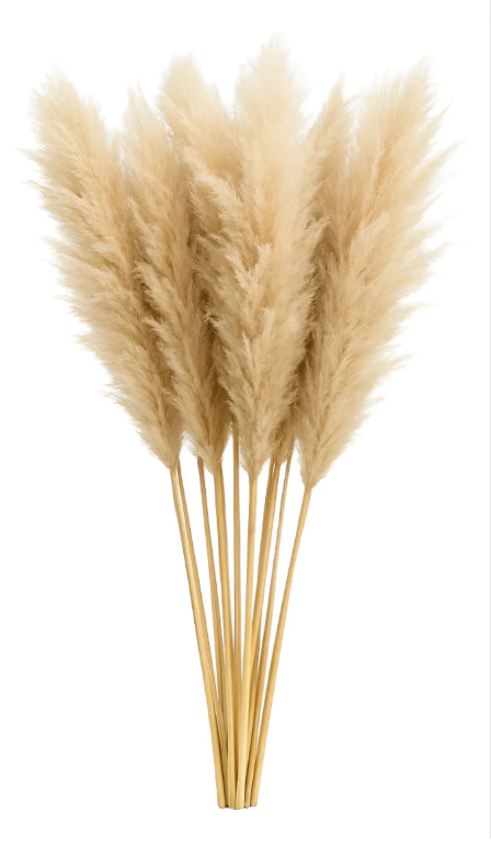 Pampa Natural Seca Preservada Rama Decorativo Estilo Vintage